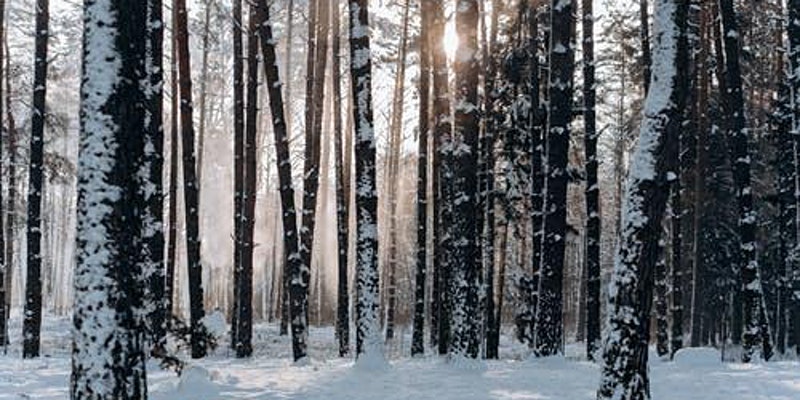 trees covered in snow